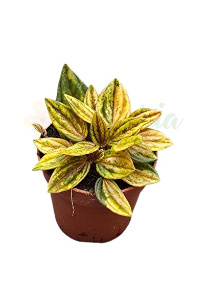 Eufloria Peperomia caperata 'Rosso' Ø7cm