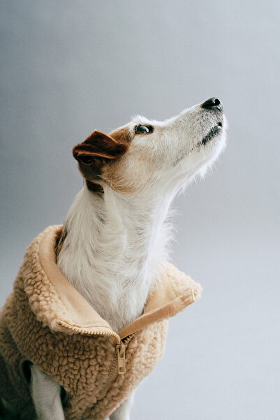 H&M Pelüş Köpek Kabanı