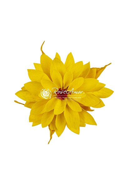asievents Dahlia galbenă înghețată yel02, 2 buc.