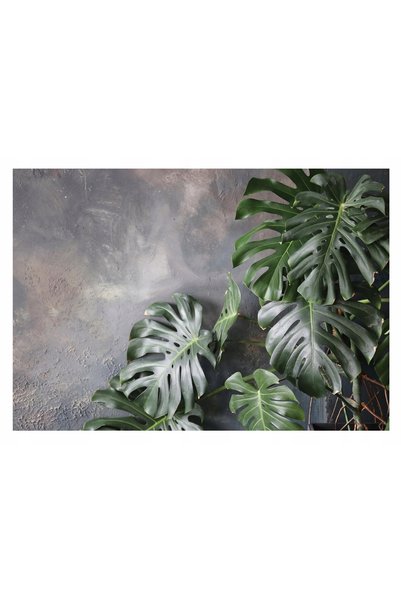 Wallarena Fototapet Frunză de Monstera Beton Vintage 312x219