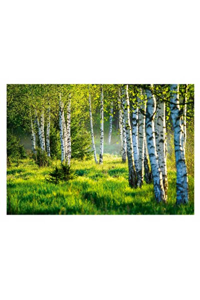 Wallarena Fototapet PĂDURE DE MĂRĂȘINI 3D Arbori de Mărașină 254x184