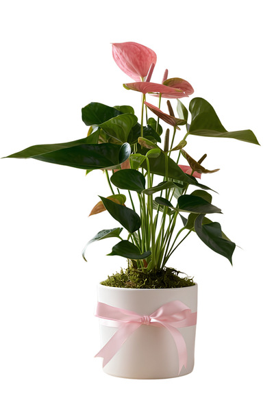 Pembe Antoryum Saksı 40-55 cm Canlı İç Mekan Bitkisi