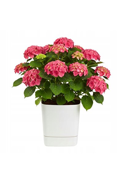 HowHomely GHIVECI CU SUBSTANDARD, CREM, 34x34 cm, pătrat, din plastic, pentru...