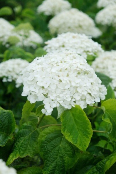 Original Hortensia pan. 'Confetti' flori conice alb-roz
