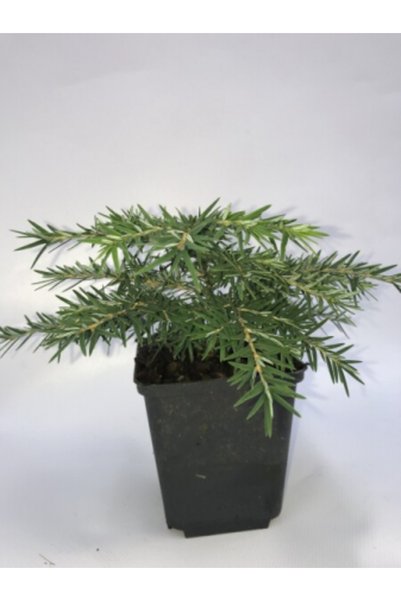 Original Tsuga canadiana 'Jeddeloh'