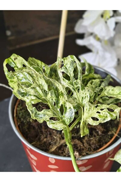 PLANT Μονστέρα Αντάσονι Παγωμένα Φακίδια |   Σπάνιο