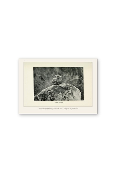 OEM Poster Carton 250g A4, Fotografie Antica Pasare Mierla cu Guler, 1912, Ar...