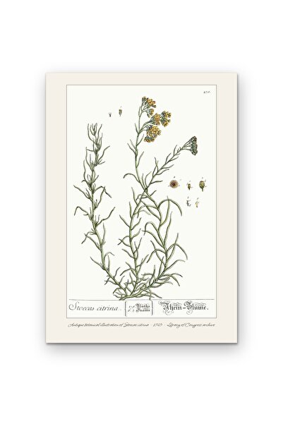 OEM Poster Carton 250g A4, Ilustratie Botanica Antica de Lavanda Stoecas Citr...