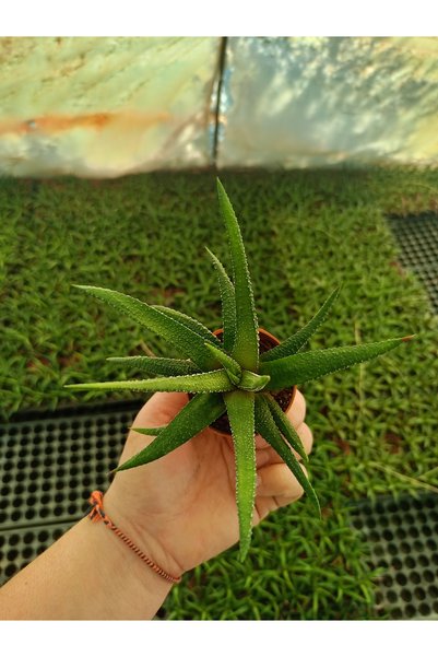 Yılan Derisi Çiçeği - Haworthia Rozet