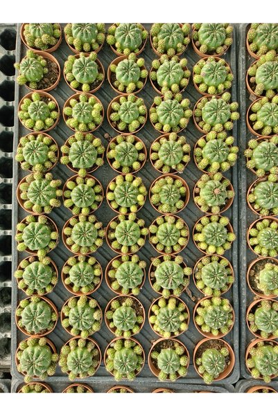 20'li Matucana polzii