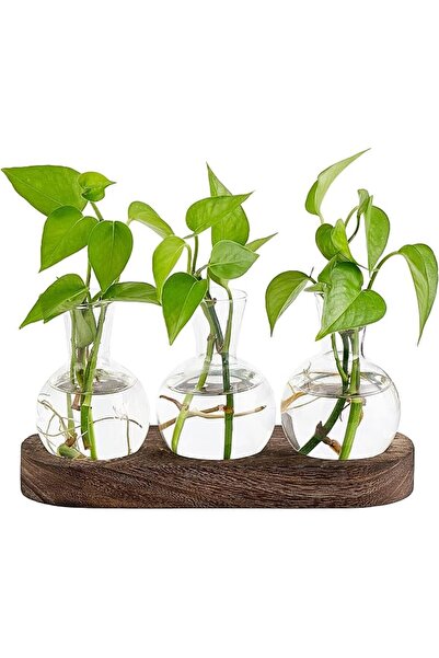 GENERAL Glass Desktop Plant Propagation Station with Wooden Tray - Hydroponic...