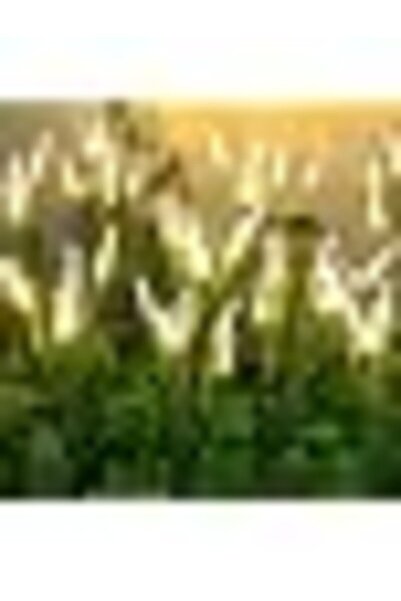 Generic Solar Garden Firefly Lights, Acrylic Outdoor Decorative Lights for Ya...