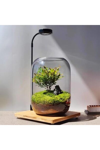 NALACAL Glass Plant Terrarium, 6.3"X8.6" Succulent Terrarium Vase Air Plant H...