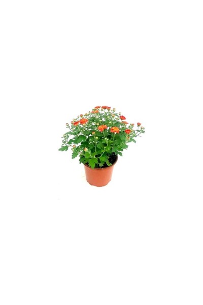 BİORGANİX Kasımpatı Çiçeği Fidanı Somon Turuncu 10-20 cm