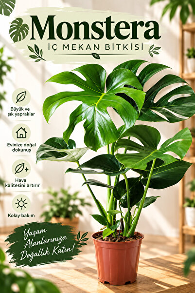 Gardenbox Videolu Deve Tabanı Bitkisi 1 Adet Saksılı 60-90cm Iç Mekan Salon O...