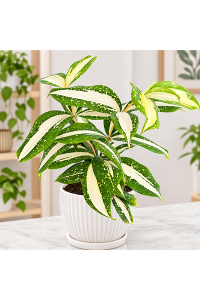 Generic Dracaena Surculosa Milky Way