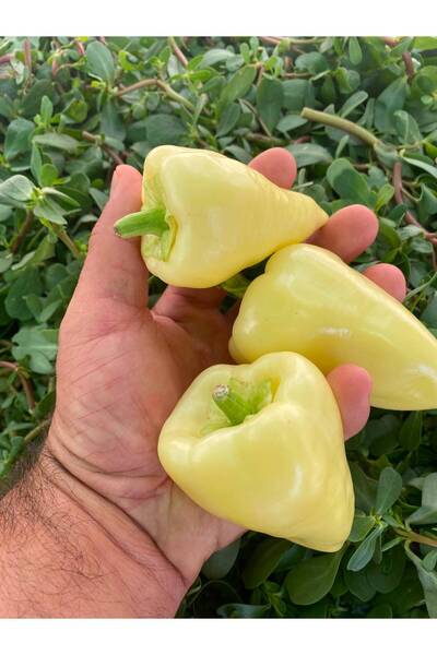 Somborka (Soka) Biberi (1 kg)