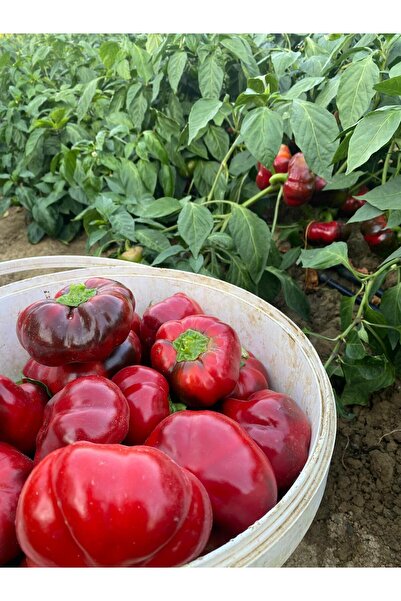 Domates Biberi (Kamber Biberi) (1 kg)