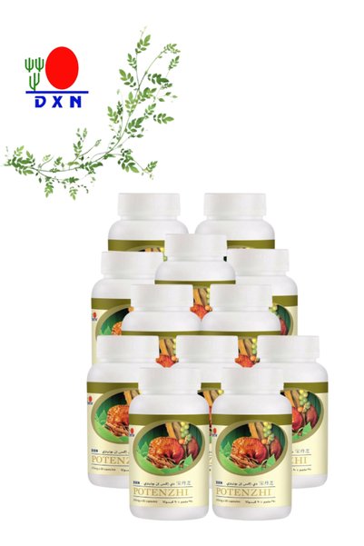 DXN 12 Pieces Potenzhi 90 capsules (370 mg each)