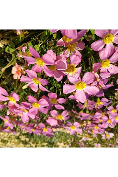 Bloom & Sow Seed بذور أوكساليس مخططة بلون وردي غامق زاهي، زهرة متعددة الأزهار...