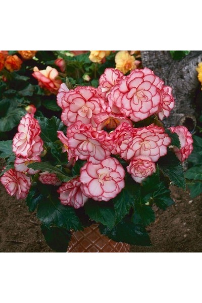 Bloom & Sow Seed بذور البيجونيا الأنيقة ذات الحواف الوردية البيضاء، ذات الزهو...