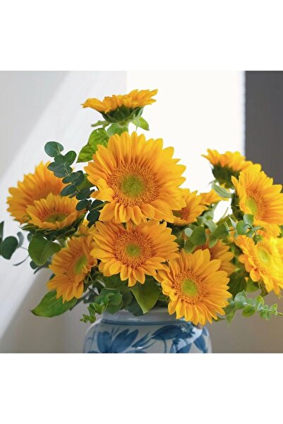 Bloom & Sow Seed بذور عباد الشمس متعددة الرؤوس من نوع تشيرفول دوارف، زهور مقط...