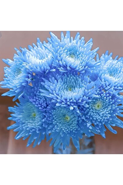 Bloom & Sow Seed بذور زهرة الأقحوان الزرقاء ذات البتلات المزدوجة، زهور كثيفة ...