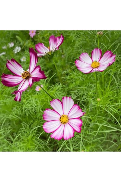 Bloom & Sow Seed بذور زهرة الكوزموس بيبيناتوس 100 حبة، بتلات بيضاء مع حواف أر...