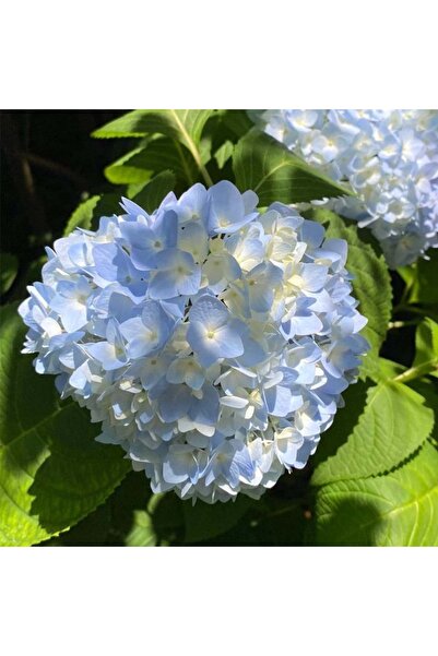 Bloom & Sow Seed Blue Bigleaf Hydrangea Flower Seeds, Giant Round Bloom Clust...