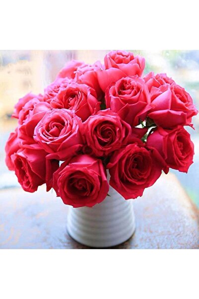 Bloom & Sow Seed بذور زهرة الورد الأحمر اللامع، بتلات مزدوجة الطبقات، عطرية، ...