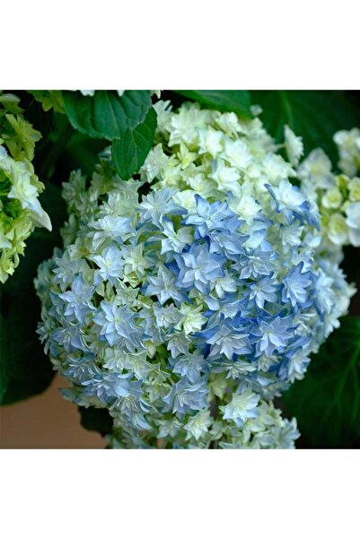 Bloom & Sow Seed بذور هيدرانجيا ثنائية اللون أزرق وأبيض، مجموعات زهور ضخمة مس...