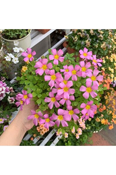 Bloom & Sow Seed بذور أوكساليس كبيرة الحجم بلون وردي ماجنتا مع خطوط، خمس بتلا...