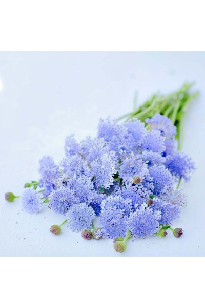 Bloom & Sow Seed بذور زهرة التراكيمين الزرقاء الفاتحة، أزهار مستديرة متجمعة، ...