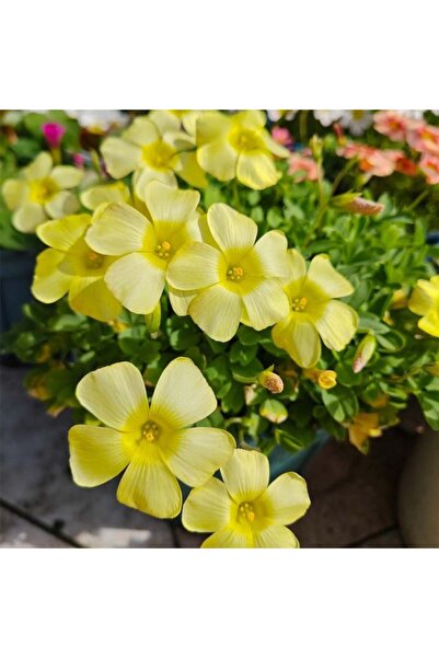Bloom & Sow Seed بذور أوكساليس ذات الزهرة الكبيرة باللون الأصفر الفاتح، ذات ا...