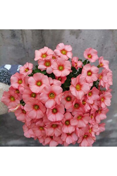 Bloom & Sow Seed بذور أوكساليس كبيرة بلون وردي فاتح، نباتات متعددة الأزهار تغ...