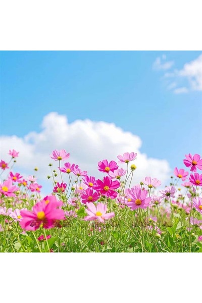Bloom & Sow Seed بذور زهرة الكوزموس الماجنتا، زهور ديزي مشرقة، زهرة برية متين...