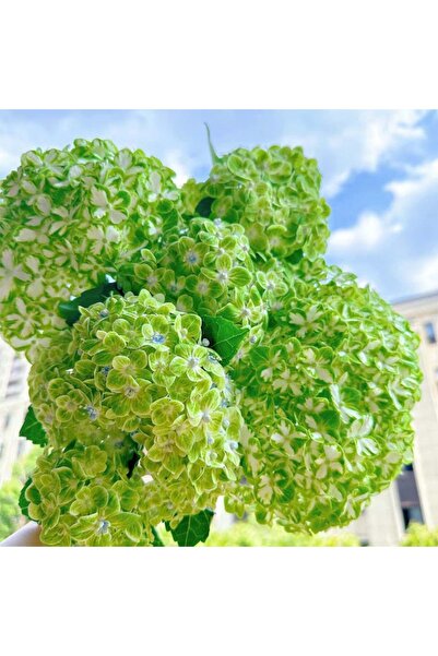 Bloom & Sow Seed بذور هيدرانجيا ثنائية اللون (أخضر وأبيض)، مجموعات زهور كبيرة...