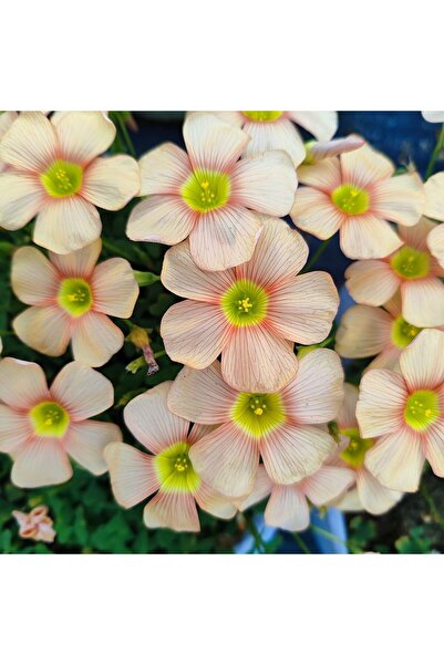 Bloom & Sow Seed بذور أوكساليس كبيرة الحجم بلون المشمش الفاتح مع خطوط دقيقة، ...