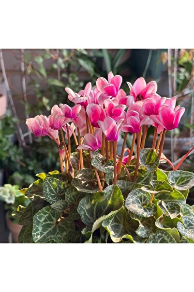 Bloom & Sow Seed بذور زهرة السايكلامين بلون أرجواني، أزهار على شكل قلب مقلوب،...