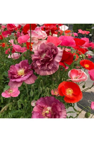 Bloom & Sow Seed Mixed Iceland Poppy Flower Seeds, Multi-Color Crinkled Petal...
