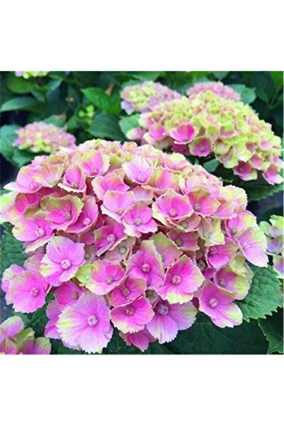 Bloom & Sow Seed بذور هيدرانجيا متعددة الألوان (وردي-أخضر)، مجموعات زهور كبير...