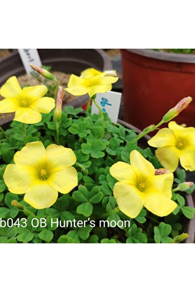 Bloom & Sow Seed بذور أوكساليس هنترز مون من سلسلة OB، زهور ذات خمس بتلات بلون...
