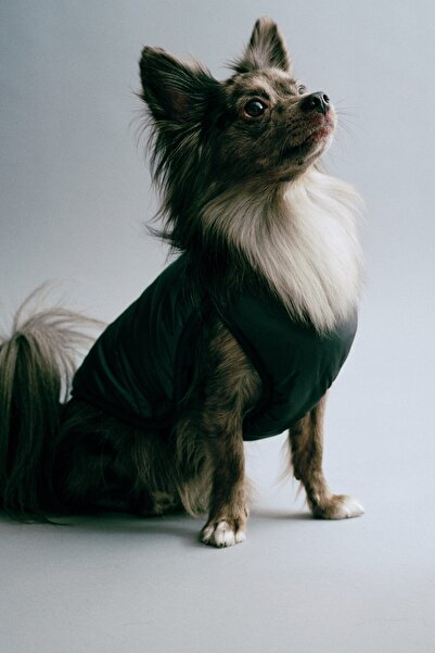 H&M Pofuduk Köpek Ceketi