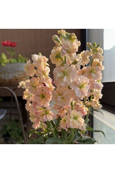 Bloom & Sow Seed بذور نبات الماتيولا إنكانا المزدوجة، زهور حلوة عطرية، زهور م...