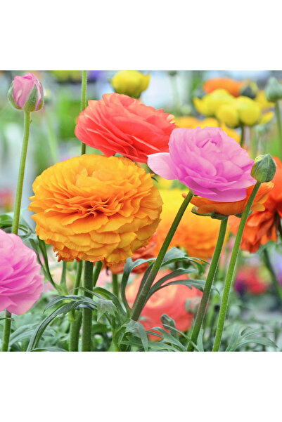 Bloom & Sow Seed بذور زنبق مختلطة، بتلات مزدوجة مموجة متعددة الألوان، زهرة مت...