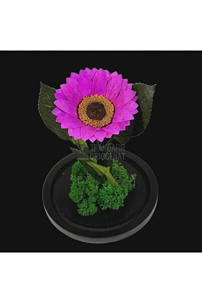 Trandafir Criogenat Floarea-soarelui conservată violetă ø10-12 cm