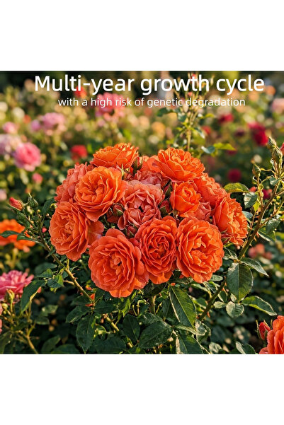 Bloom & Sow Seed ورد برتقالي أحمر مزدوج 100 بذرة، أزهار عطرية متموجة، زهرة مت...