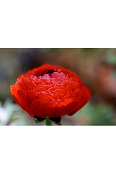 Bloom & Sow Seed 100 بذرة من زهرة الحوذان الحمراء، بتلات مزدوجة مموجة بالكامل...