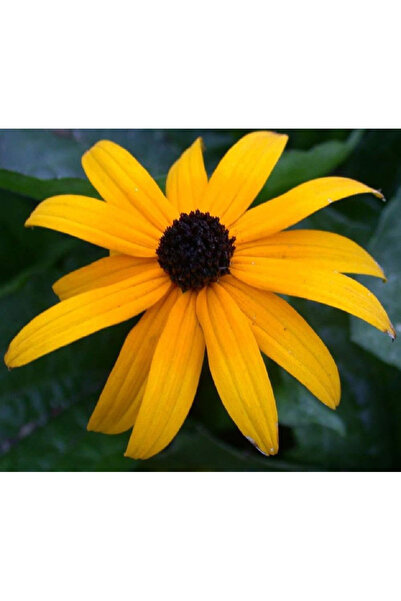 Bloom & Sow Seed بذور زهرة السوزان السوداء (رودبيكيا)، بتلات صفراء ساطعة مع م...