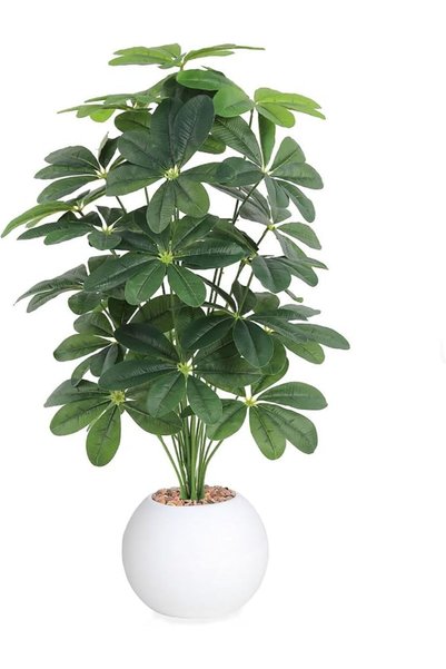 co arma Heart Leaf Seedling 24 Branches Plastic Tub, Indoor Decorative Plant ...